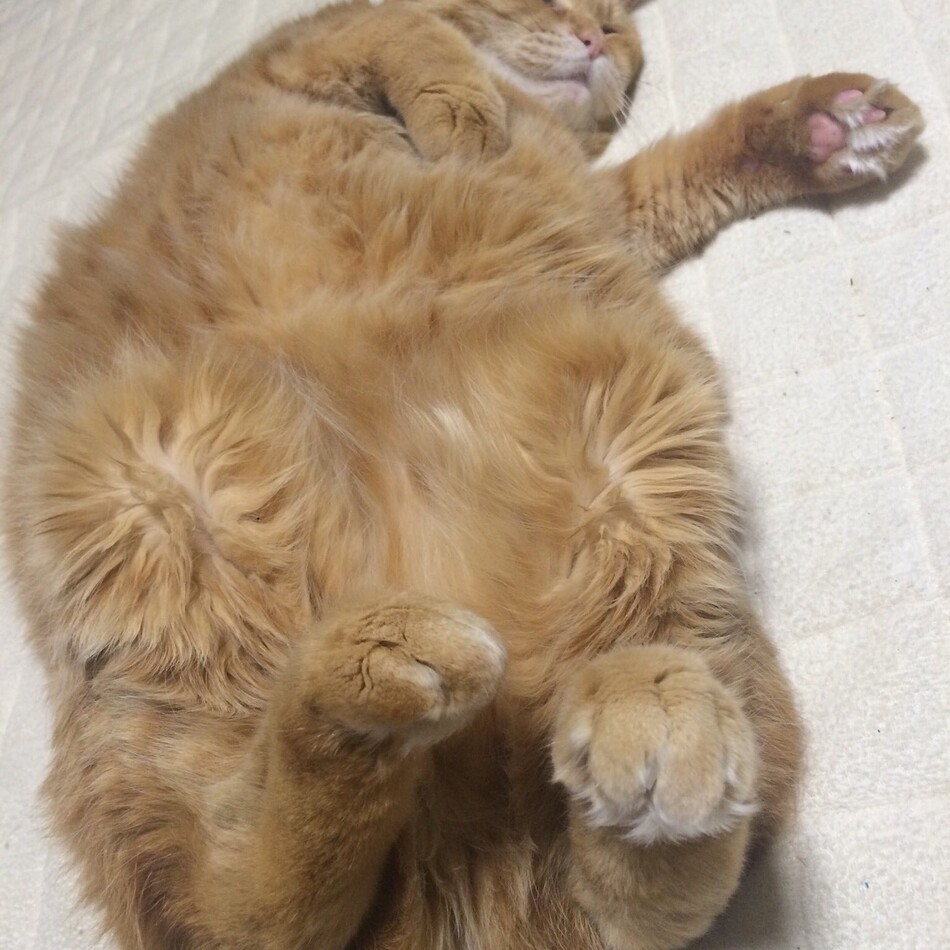 キャラのカバー写真