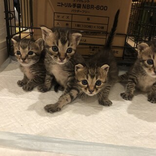 募集停止中キジトラ兄妹