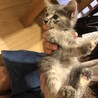 困り顔した子猫ちゃん サムネイル4