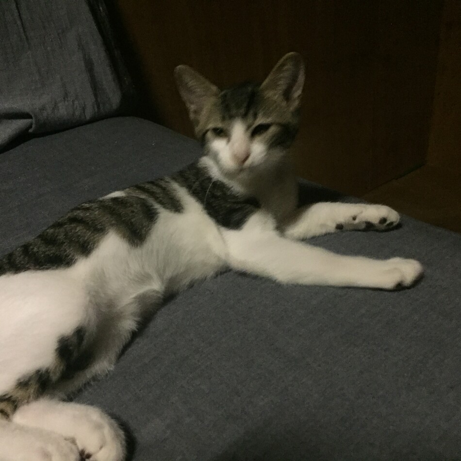 タピのカバー写真