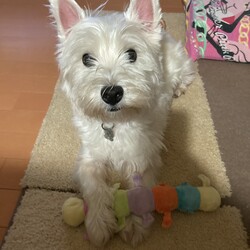 いもむしのおもちゃ