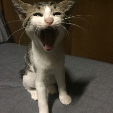 あくび