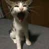 あくび