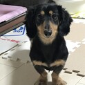 里親募集