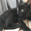 元気な黒猫くん、可愛がってくれる方募集します！妹有