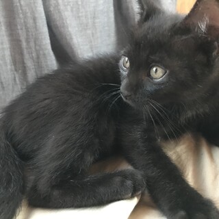 元気な黒猫くん、可愛がってくれる方募集します！妹有