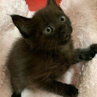 家族が出来ました♡黒猫☆ライフちゃん