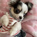白黒チワワ　ココちゃん6ヵ月の子犬ちゃんです。