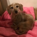 人が大好きワイヤーダックス♀りりちゃん