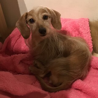 ワイヤーダックス を含む犬の里親募集情報 ペットのおうち 月間利用者150万人