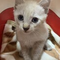 家族が出来ました♡♂シャム風薄グレー☆ノート