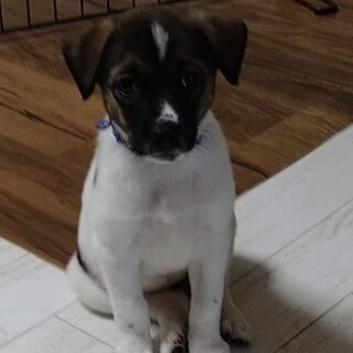 ミルクから育てた子犬