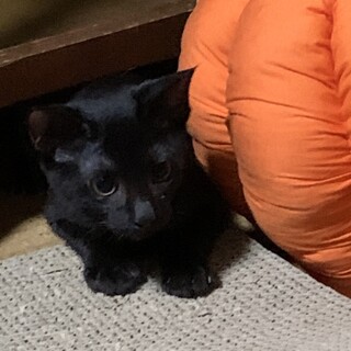 ジジみたいな耳のおっきな元気な女の子