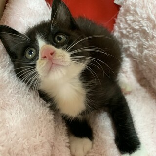 家族が出来ました♡黒白ハチワレ☆ゼストくん