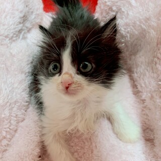 家族が出来ました♡推定8月上旬生♀ザッツちゃん