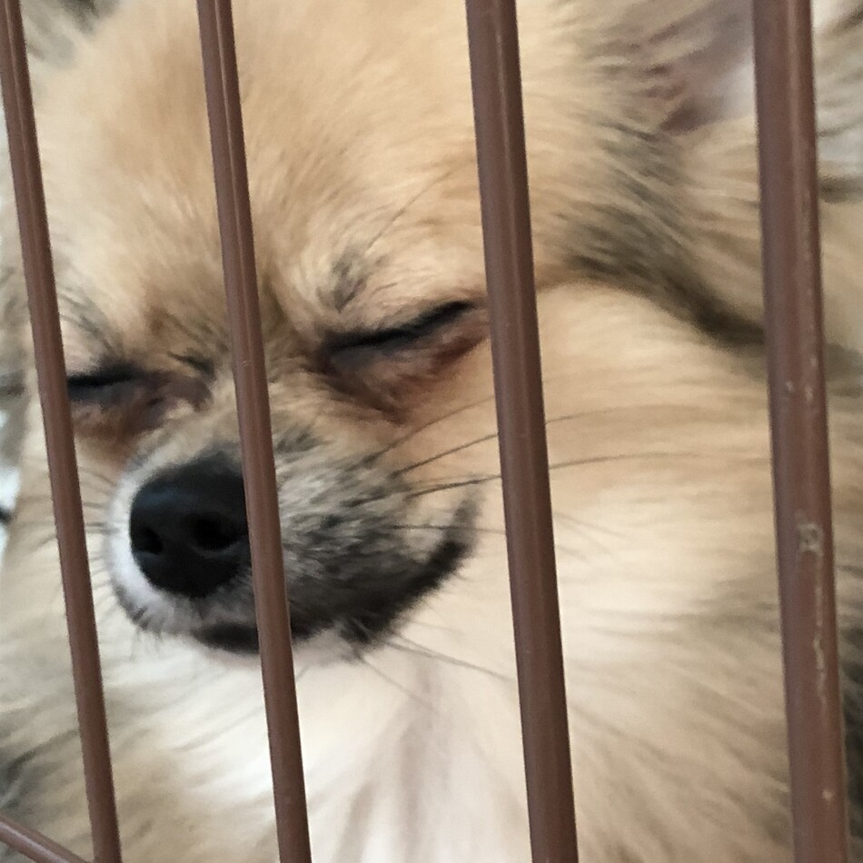 ココアのカバー写真