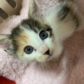 家族が出来ました♡三毛☆ココスちゃん