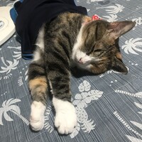 キキ