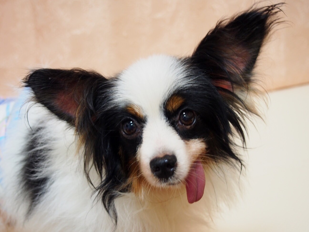 人も犬も大好きなパピヨン 神奈川県 犬の里親募集 ペットのおうち 月間利用者150万人