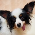 人も犬も大好きなパピヨン♂ポコくん