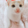 家族が出来ました♡白茶☆サイゼくん