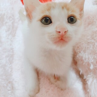 家族が出来ました♡白茶☆サイゼくん