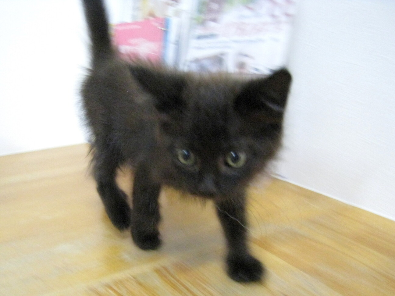 新商品】シュシュ猫首輪のラインナップを一新！LLサイズも