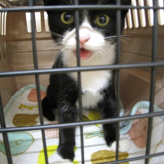 人が大好き♪のらくろちゃん♂