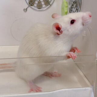 【ファンシーラット】1歳のメス