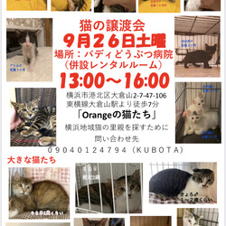 保護猫の里親会