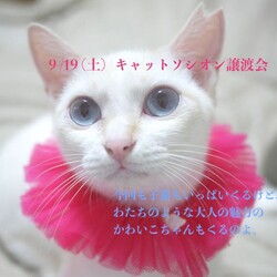 ＊子猫が中心譲渡会＊大人猫も少し参加します