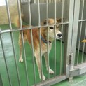溝に落ちていた高齢の僕と家族になって下さい【県外可