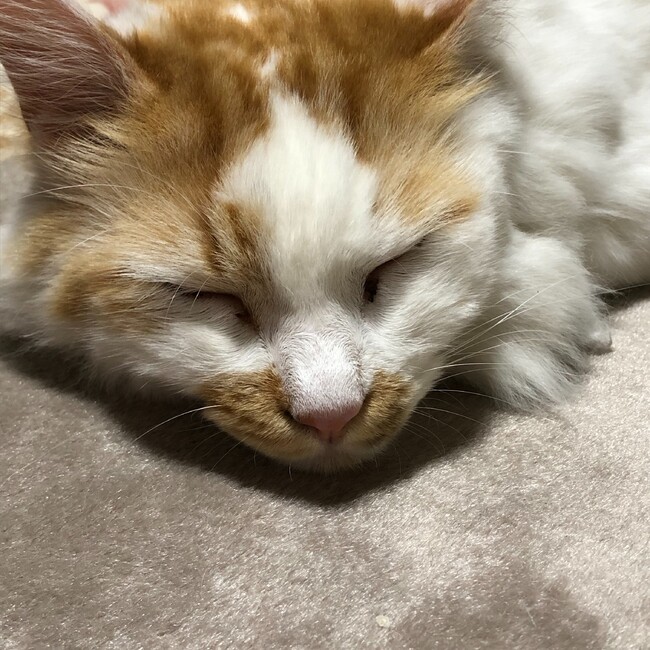 トトロスのカバー写真