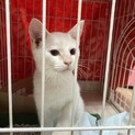 白/茶　子ネコ　推定6か月