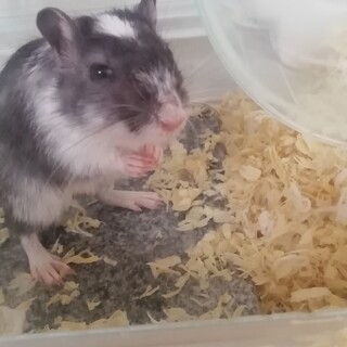 カラージャービル0歳♂