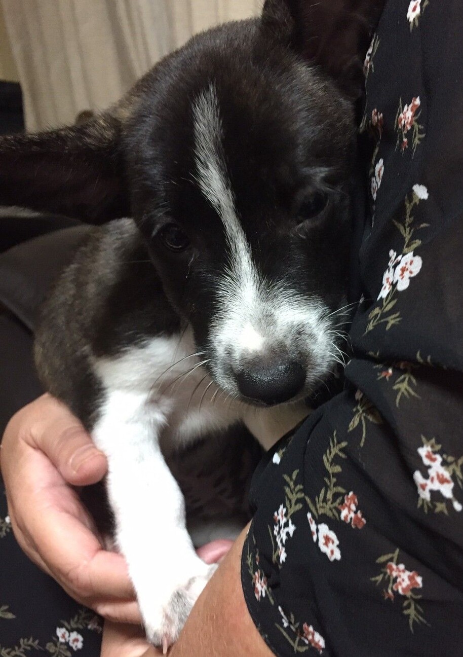 琉球犬 洋犬系mix小柄 大阪府 犬の里親募集 ペットのおうち 月間利用者150万人