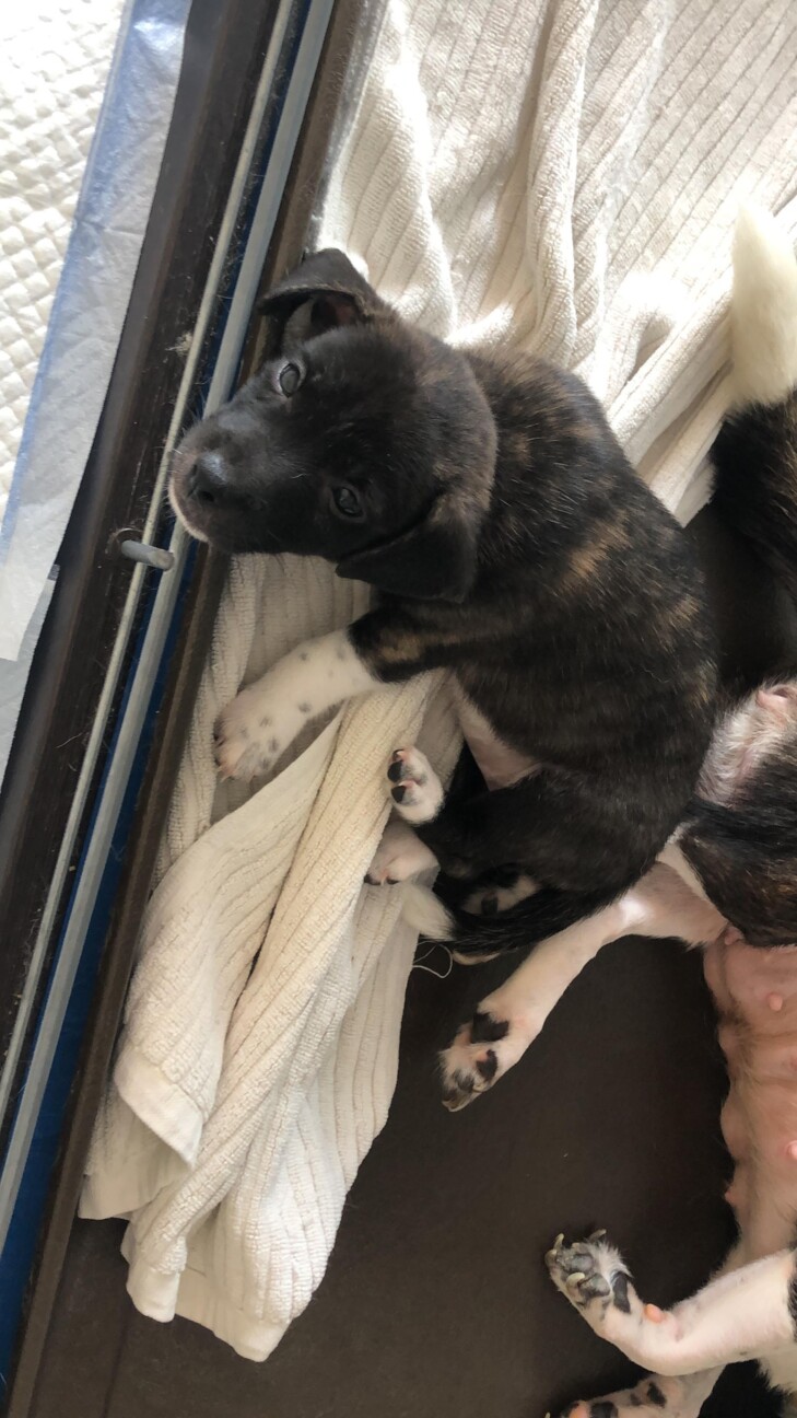 琉球犬 洋犬系mix小柄 大阪府 犬の里親募集 3321 ペットのおうち 月間利用者150万人