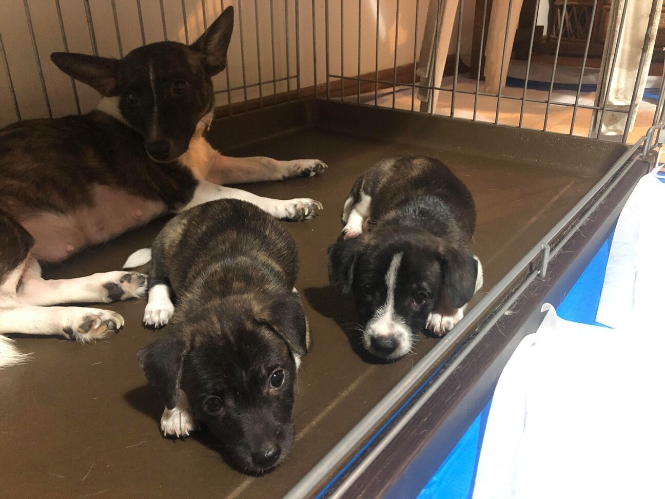 琉球犬 洋犬系mix小柄 大阪府 犬の里親募集 3321 ペットのおうち 月間利用者150万人