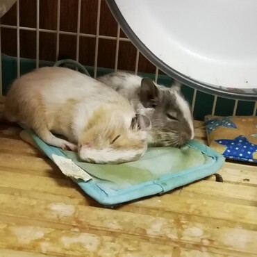 右の子が新しく家族になったブルーパイド♂のチロ！