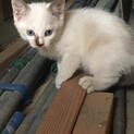 かわいい色の子猫です