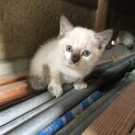 かわいい子猫です