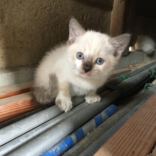 かわいい子猫です