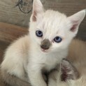 かわいい色の子猫です