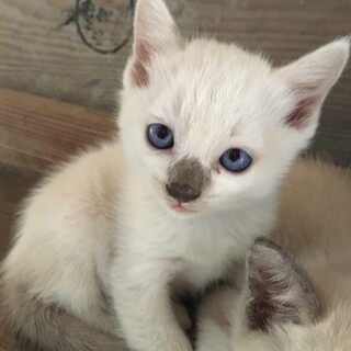 かわいい色の子猫です