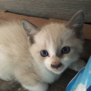 かわいい色の子猫です