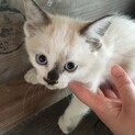 かわいい色の子猫