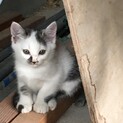 かわいいニャンコです