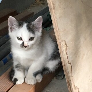 かわいいニャンコです