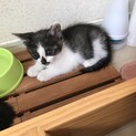 里親募集　ハチワレ風白グレー　子猫　一カ月半位