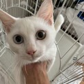 幸せを呼ぶ鍵しっぽ♪オッドアイな白い子猫